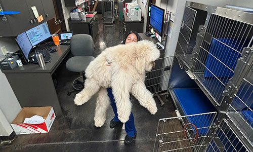 Girl Holding Big White Fluffy Dog Girl Holding Big White Fluffy Dog