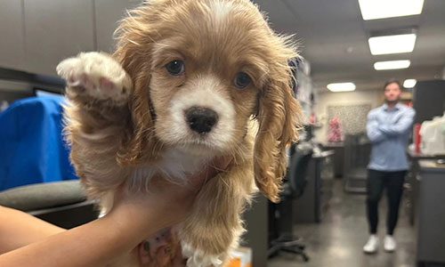 Girl Holding Puppy Up To Wave Paw