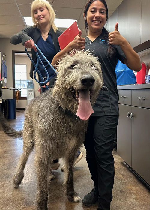 Two Veterinary Techs Holding Large Dog On Leash Two Veterinary Techs Holding Large Dog On Leash