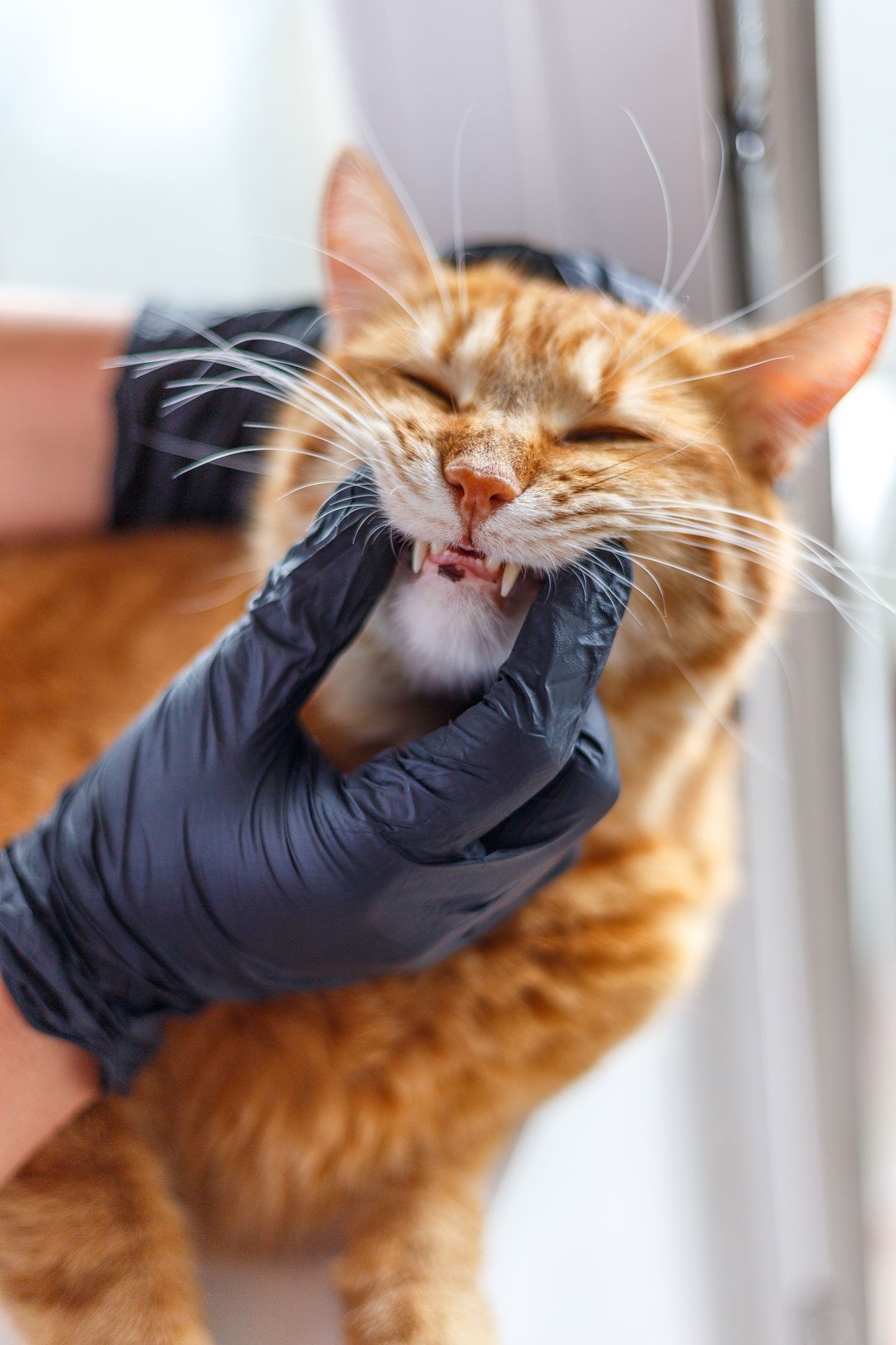 Veterinarian Checking Orange Cats Teeth