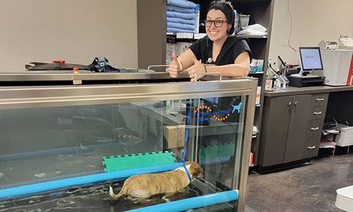 Veterinary Technician Helping Dog With Physical Therapy Veterinary Technician Helping Dog With Physical Therapy
