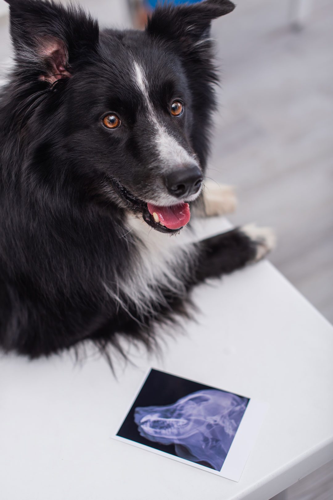 Border Collie Next To X Ray Border Collie Next To X Ray