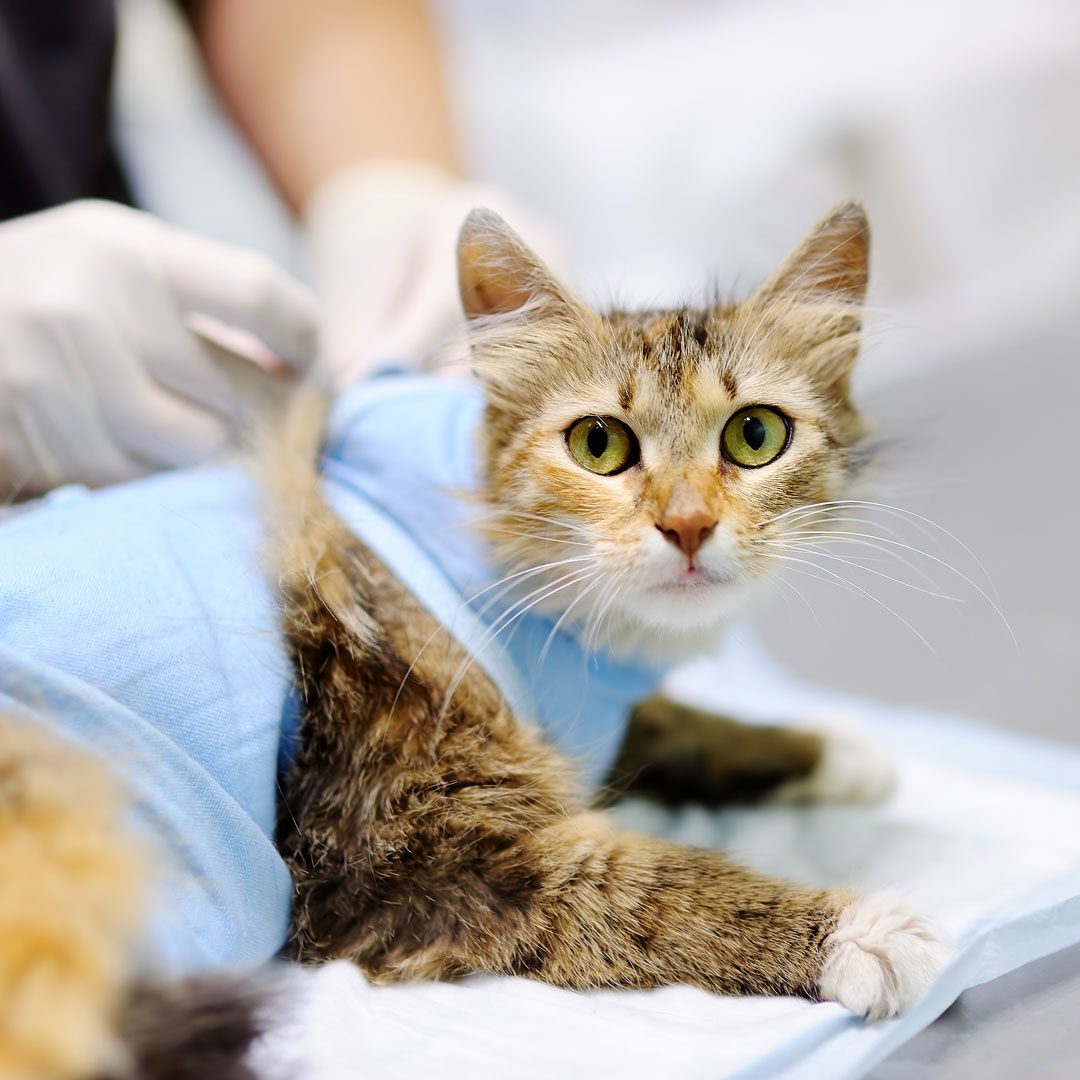 Cat After Surgery Cat After Surgery