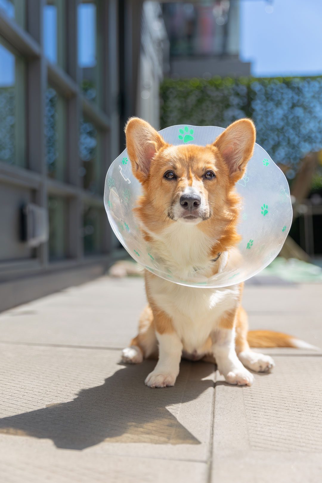 Corgi Wearing Cone After Surgery Corgi Wearing Cone After Surgery