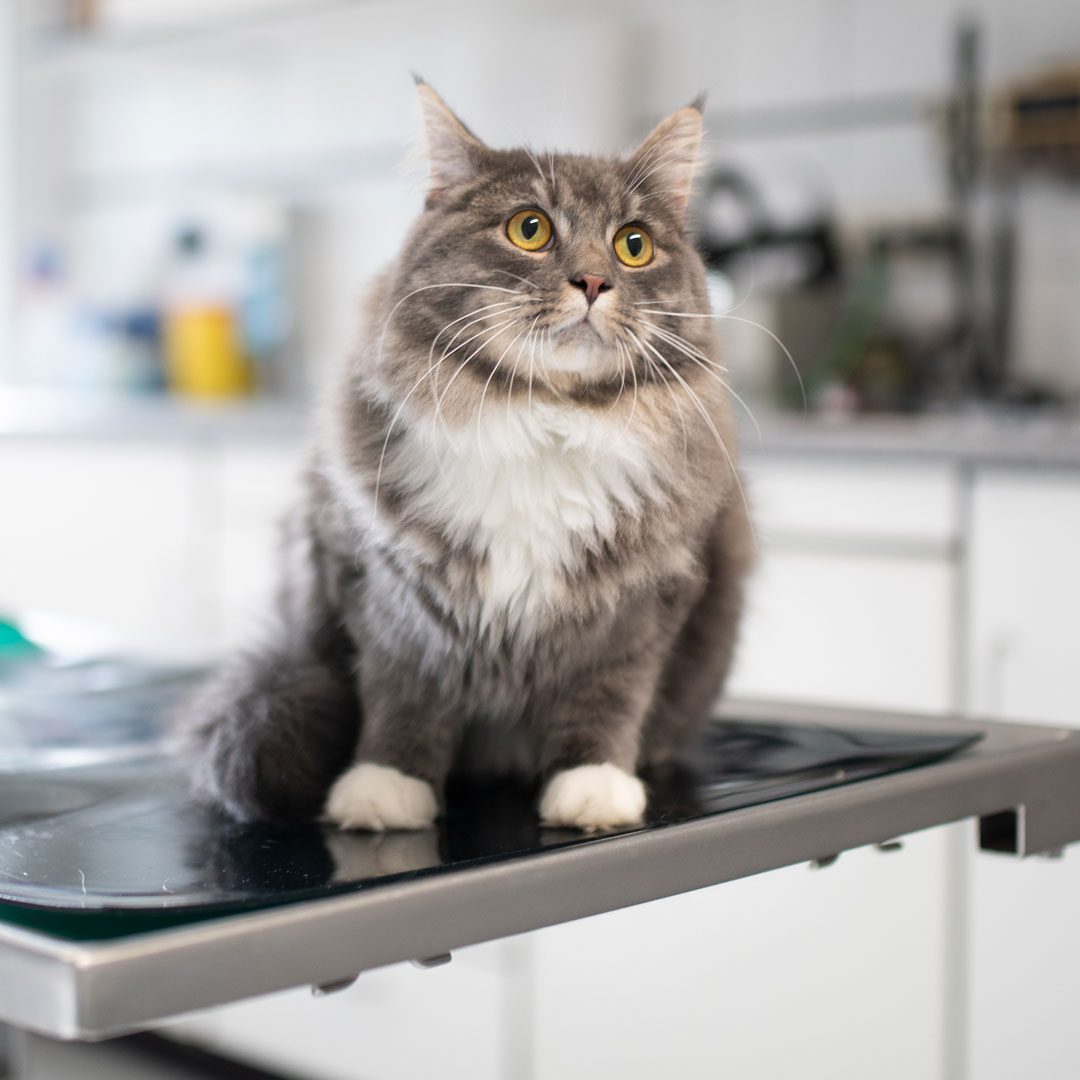 Gray Cat Sitting On Exam Table Gray Cat Sitting On Exam Table