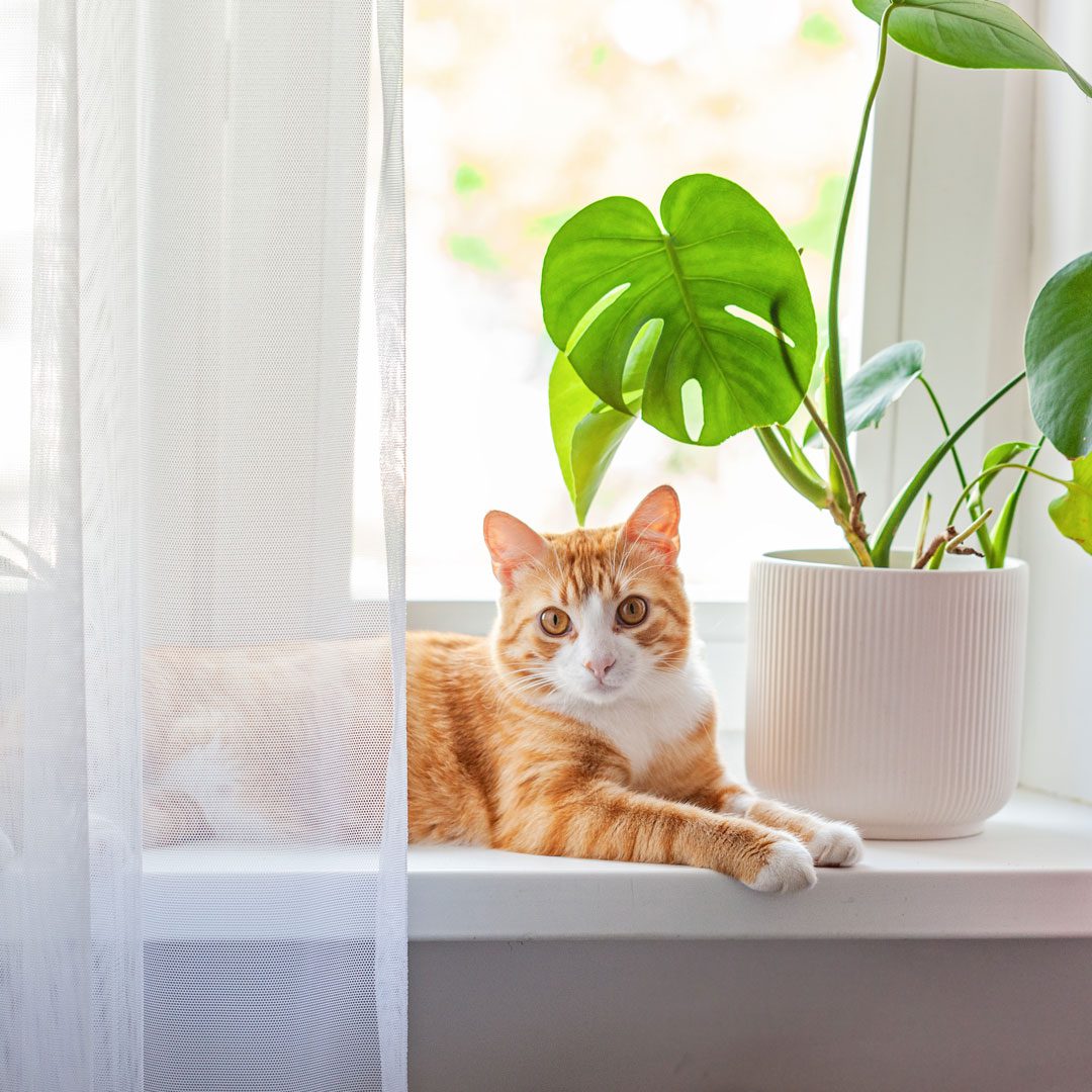 Orange Cat Sitting In Windowsill Orange Cat Sitting In Windowsill