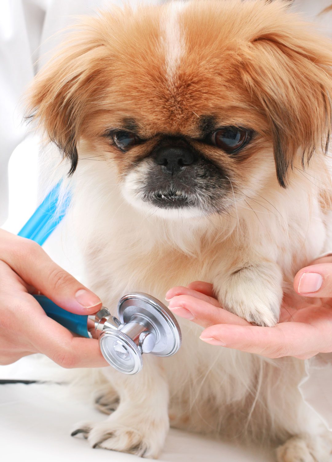 Veterinarian Examining Pekingese Dog Veterinarian Examining Pekingese Dog