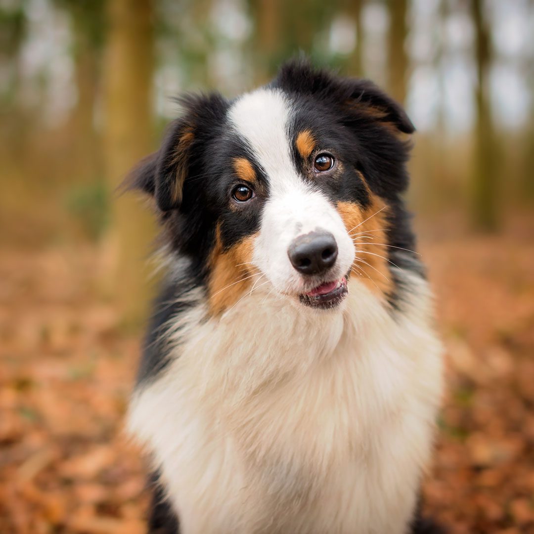 Australian Shepherd In Autumn Forest Australian Shepherd In Autumn Forest