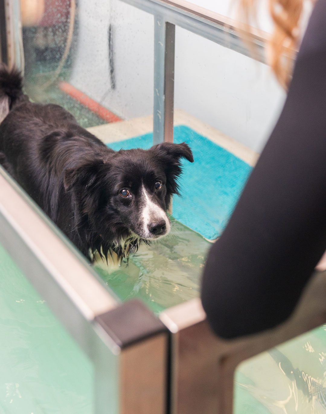 Border Collie Doing Physical Therapy Border Collie Doing Physical Therapy