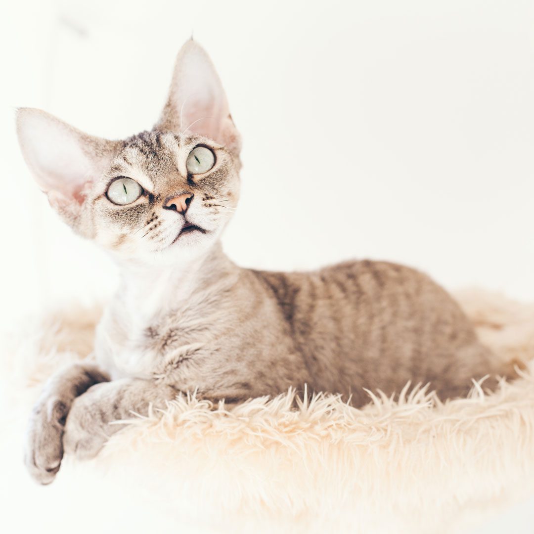Cat Sitting On Cat Tree