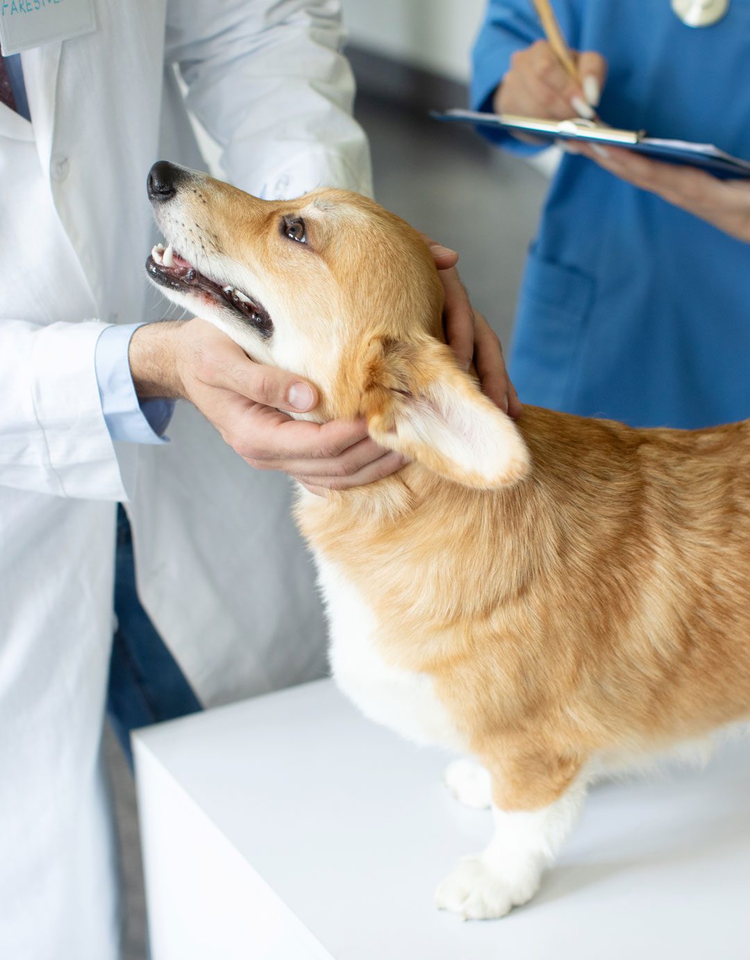 Corgi On Exam Table Corgi On Exam Table