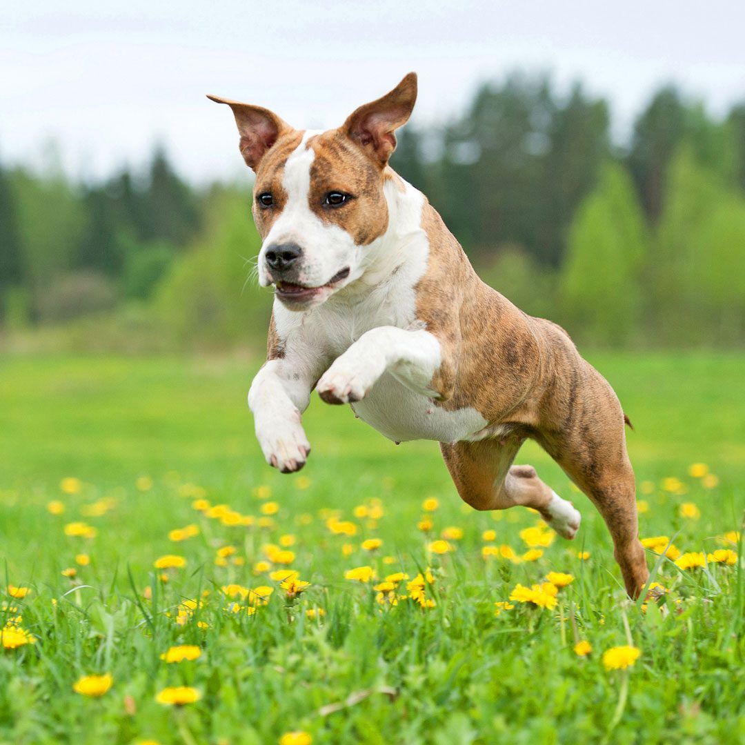 Dog Running Through Grassy Field Dog Running Through Grassy Field