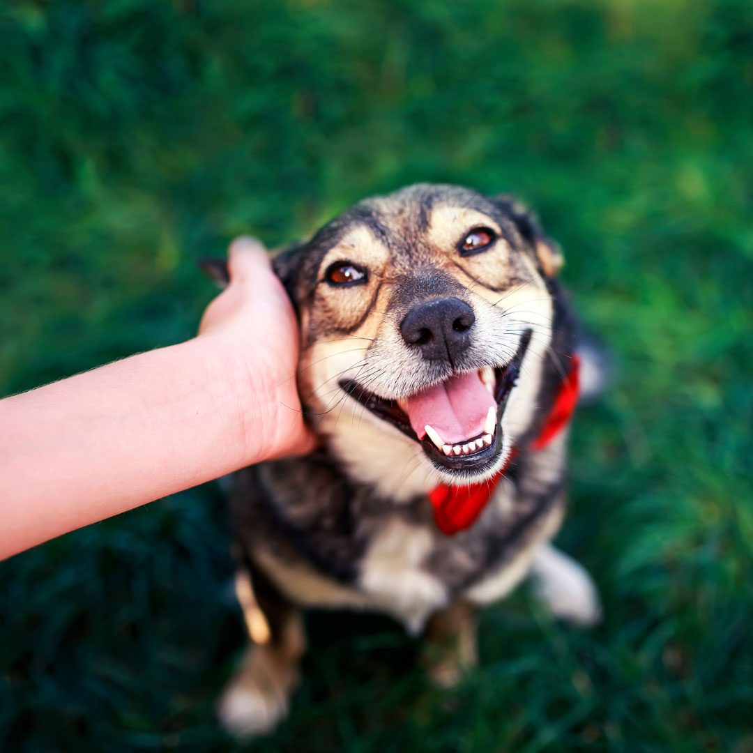 Person Petting Happy Dog