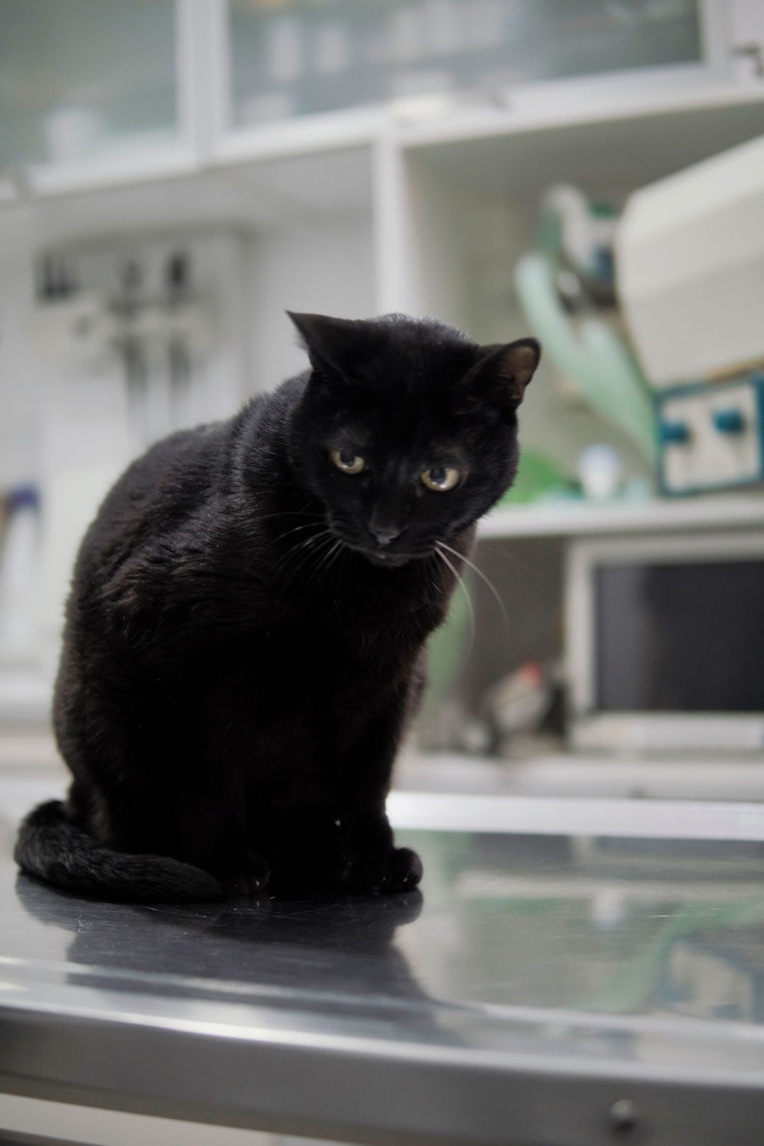 Senior Black Cat At Vet Clinic Senior Black Cat At Vet Clinic