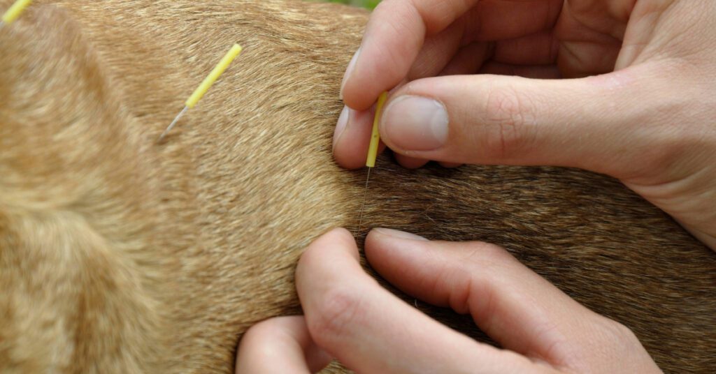 veterinarian performing acupuncture on tan dog