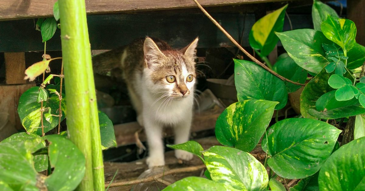 white and tabby cat hiding under deck behind pothos ivy plant