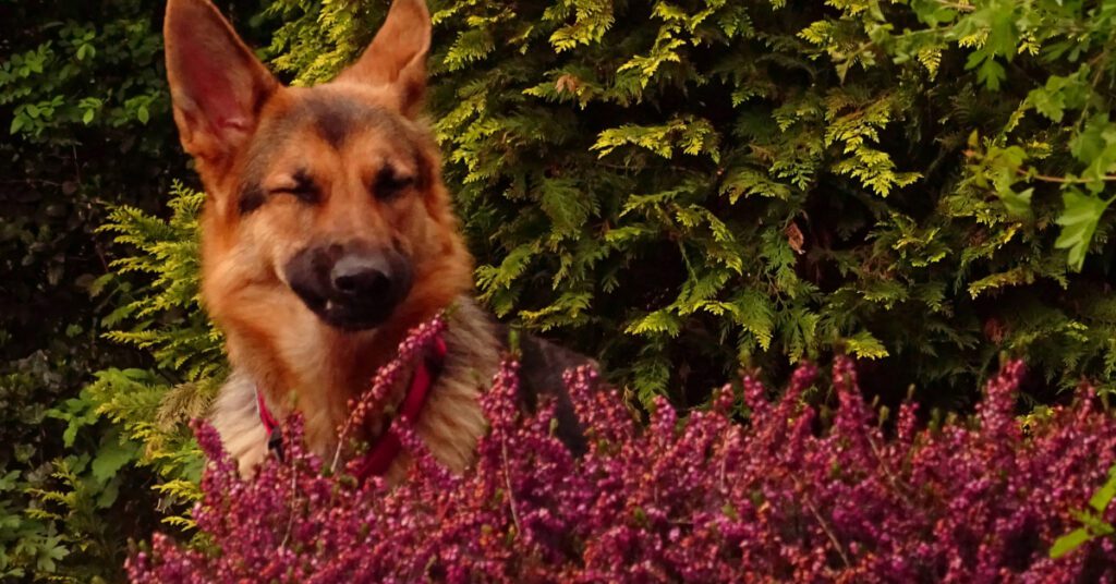 german shepherd dog sneezing in a patch of flowers