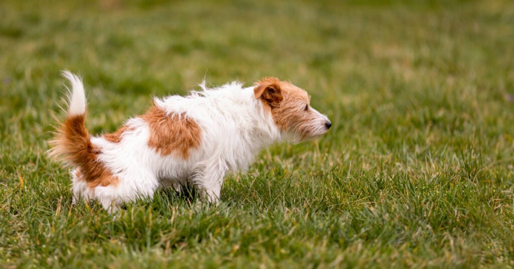 scruffy terrier squatting to pee in grass