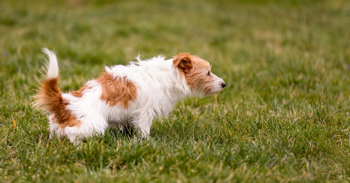 scruffy terrier squatting to pee in grass