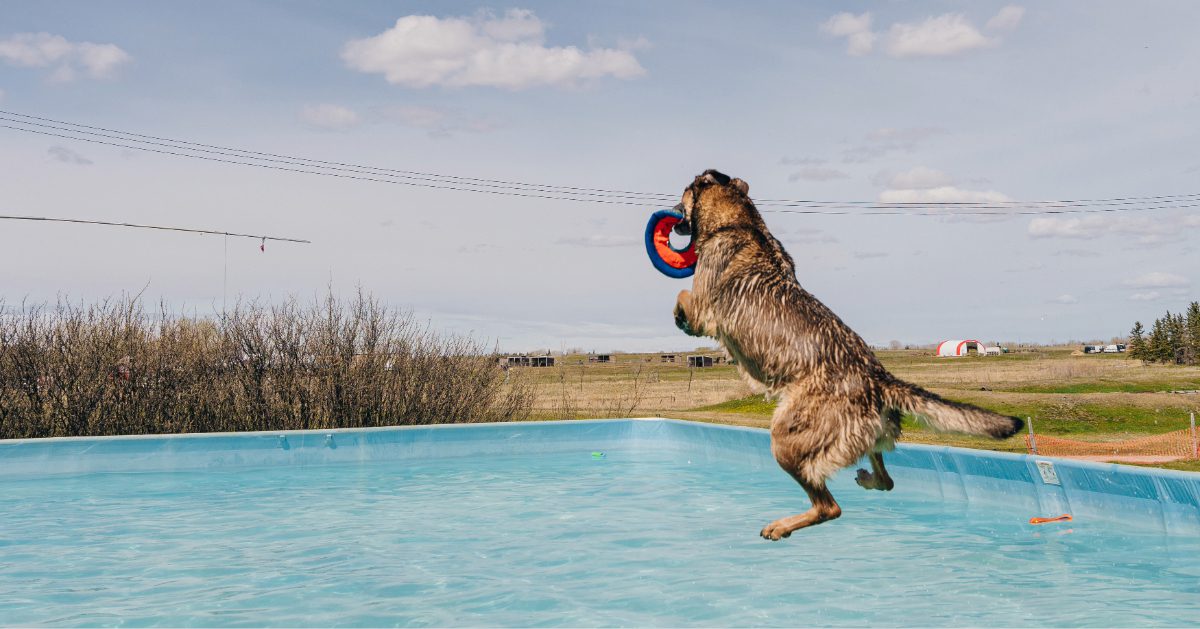 large black and tan dog jumping into a pool while catching a toy