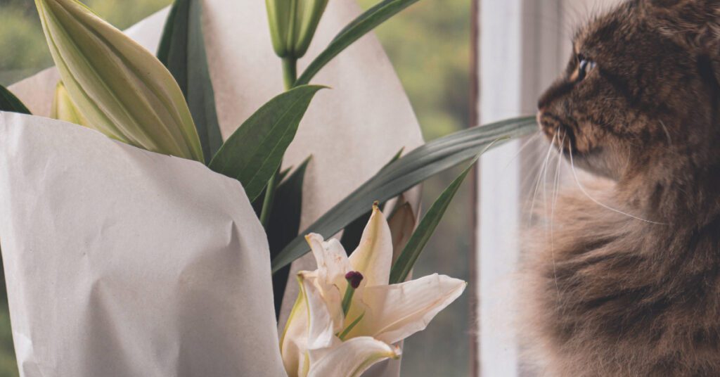 cat sniffing the leaf of a lily flower