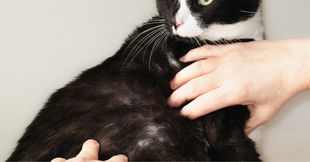 black and white cat overgrooming and pulling fur out due to anxiety and stress