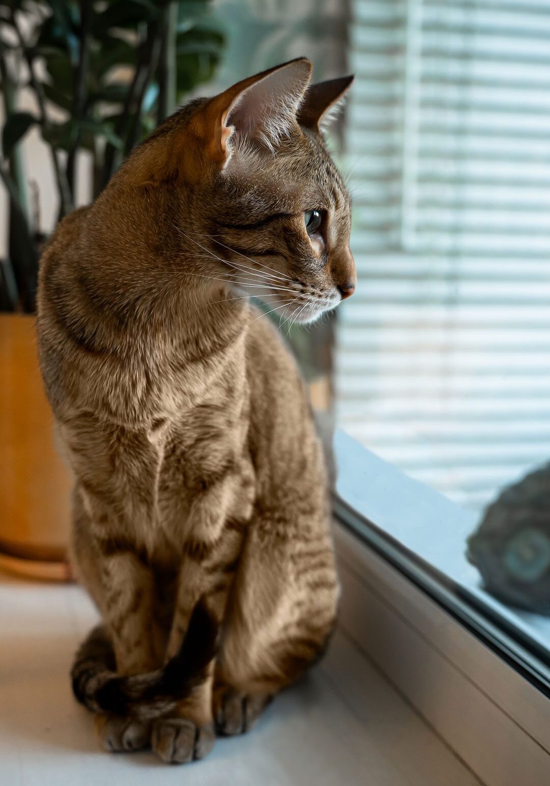 Cat Looking Out The Window Cat Looking Out The Window