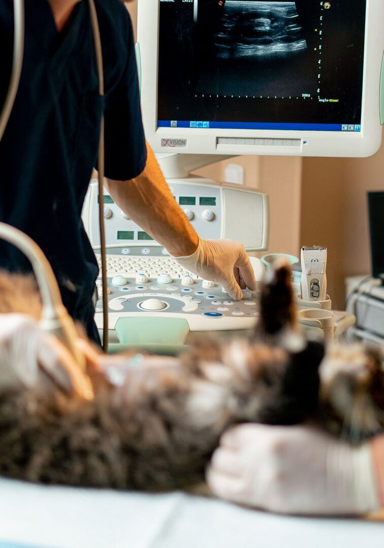 Cat Ultrasound Cat Ultrasound