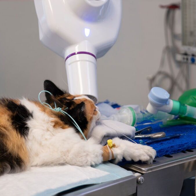 Cat Under Anesthesia For Dental Exam