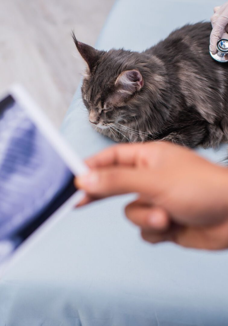 Cat X Ray Cat X Ray