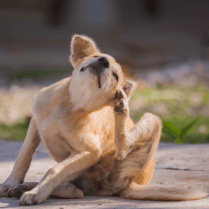 dog itching itself with back leg