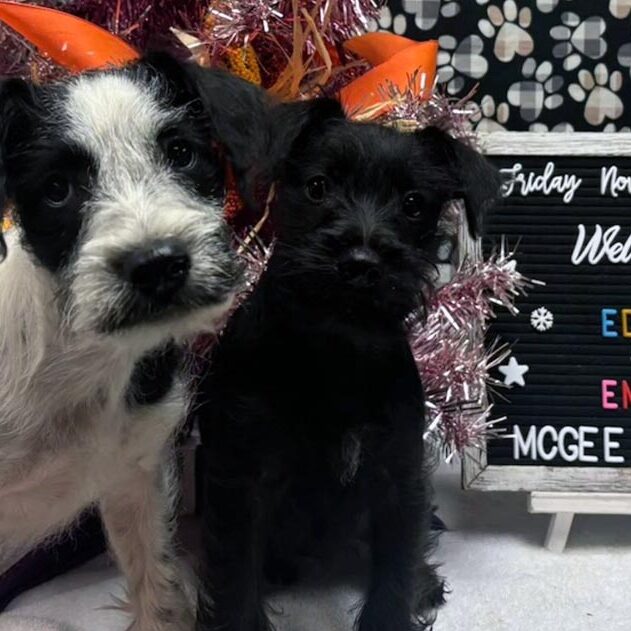 Holiday Hours Mcgee Street Animal Hospital two dogs pose in front of the holiday tree