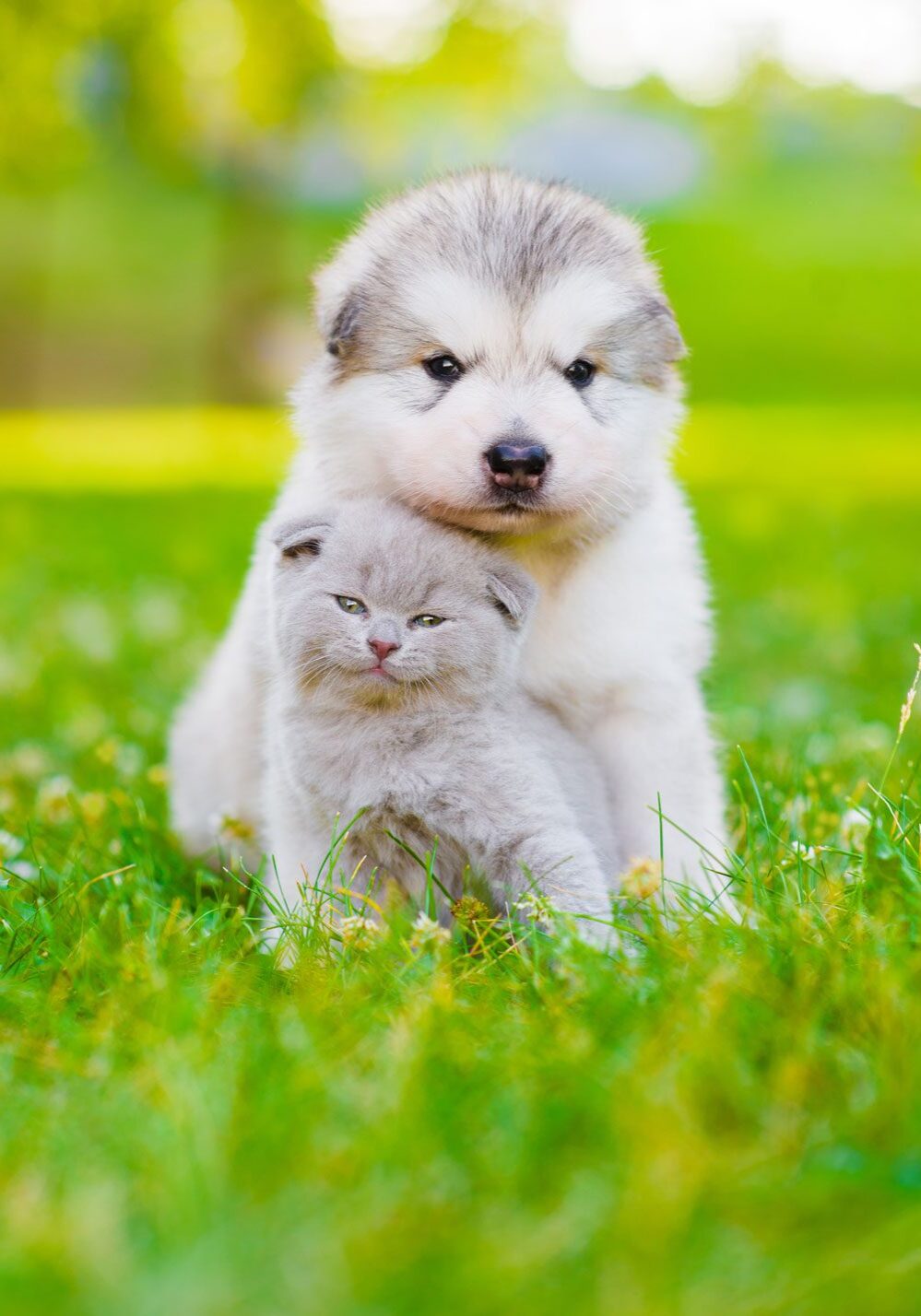 Puppy And Kitten Sitting In Grassy Field Puppy And Kitten Sitting In Grassy Field