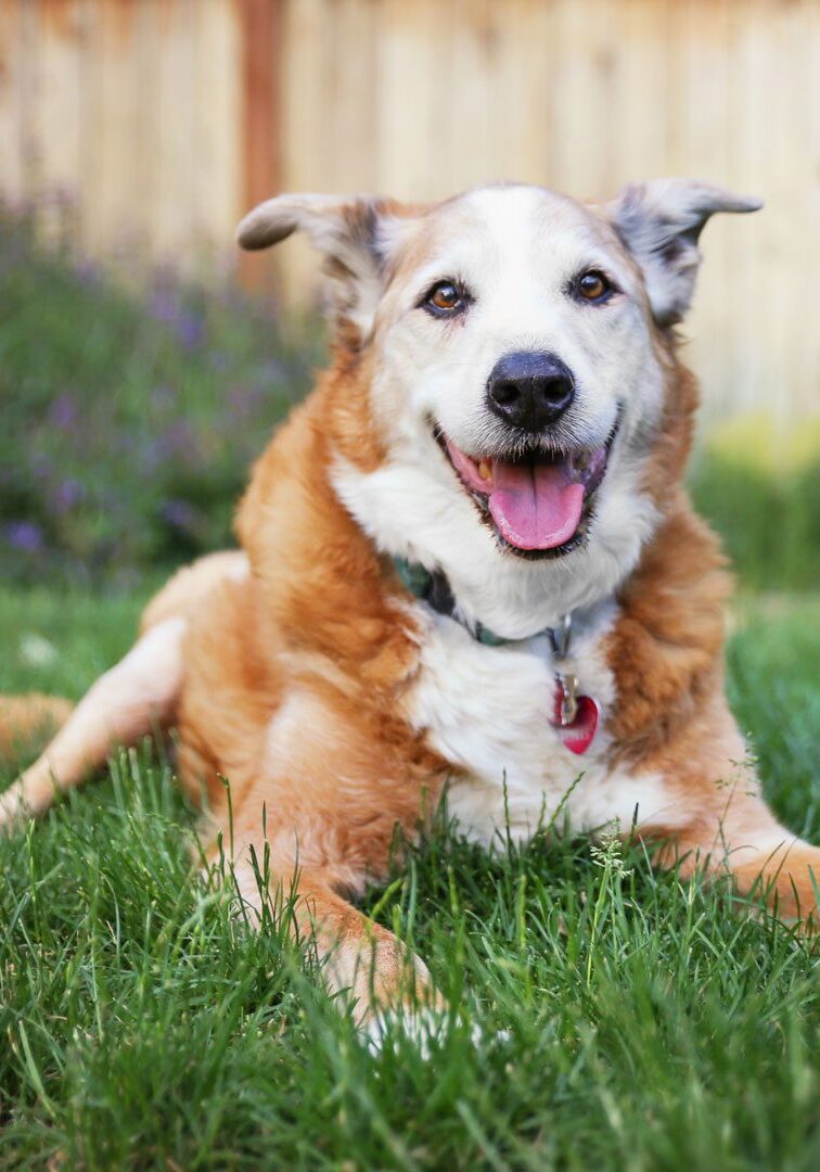 Senior Dog Laying In The Grass Senior Dog Laying In The Grass