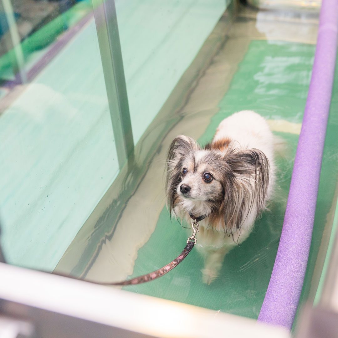 Small Dog Doing Physical Therapy Small Dog Doing Physical Therapy