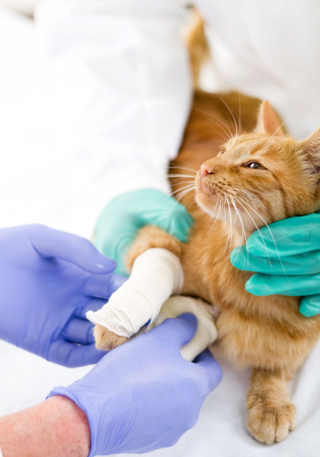 Veterinarian Bandaging Cats Leg Veterinarian Bandaging Cats Leg