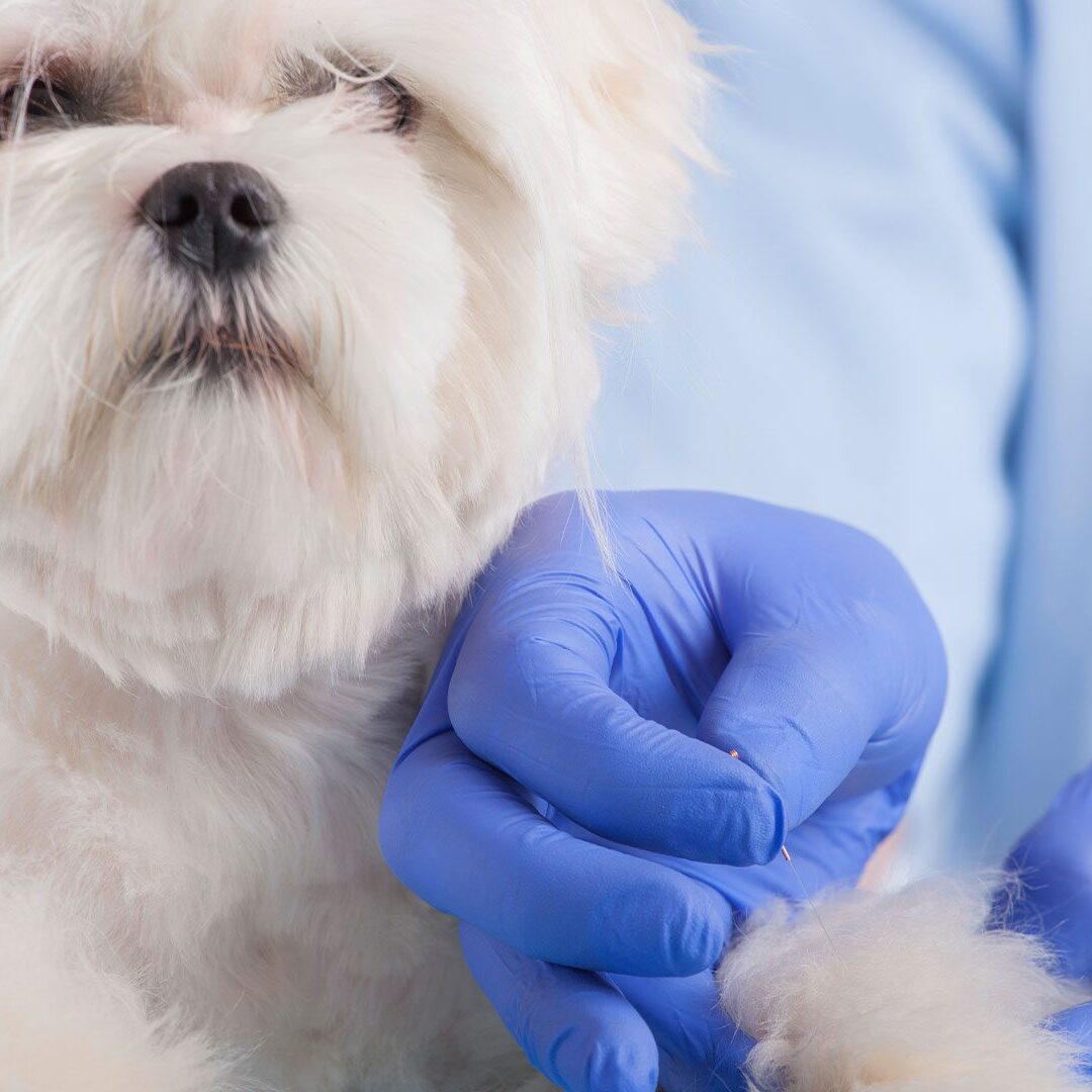 veterinarian inserting acupuncture needle into fluffy white dog's front paw